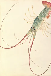 Oodang Katik la-ote, from Drawings of Animals, Insects and Reptiles from Malacca